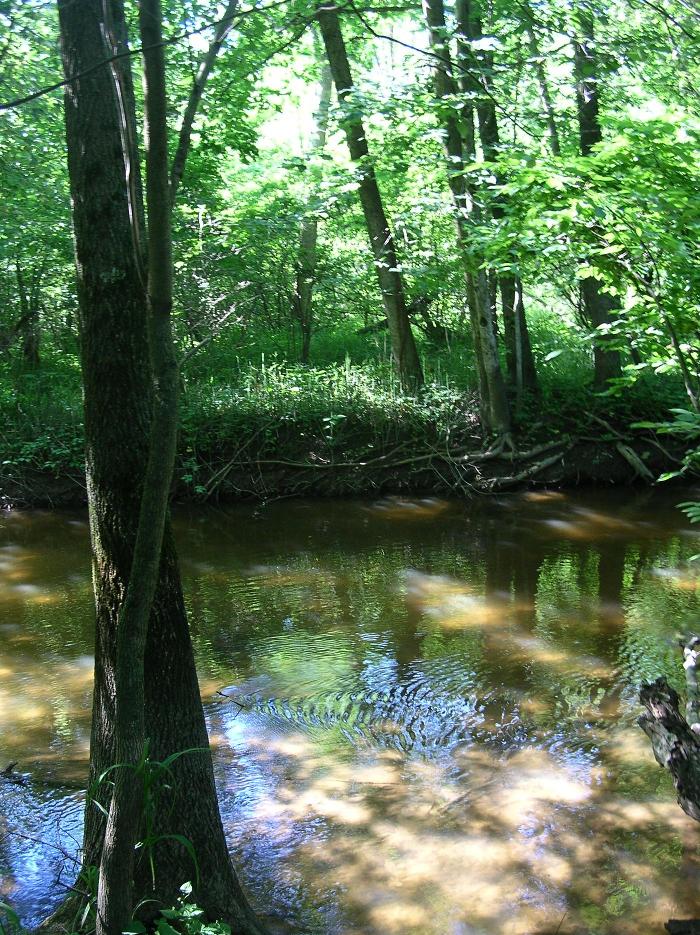 Black River Nature Sanctuary